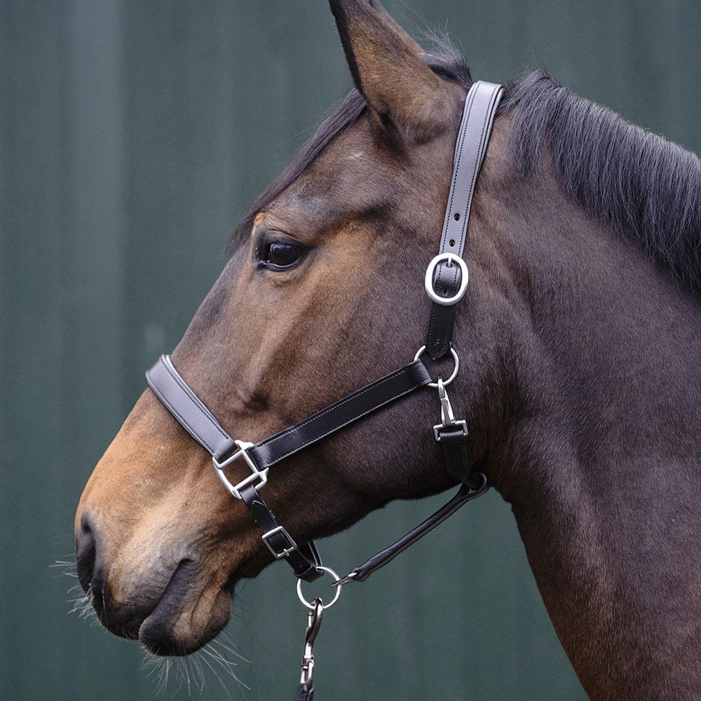 Licol en cuir Economic HKM poney en situation