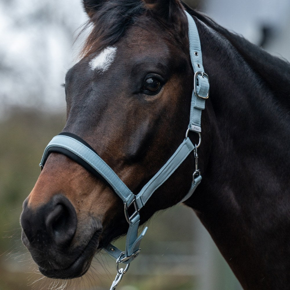 Licol Catherine HKM poney en situation