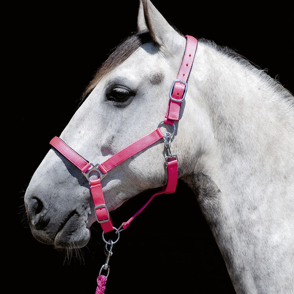 Licol Stars Softice , doublure douce HKM poney en situation