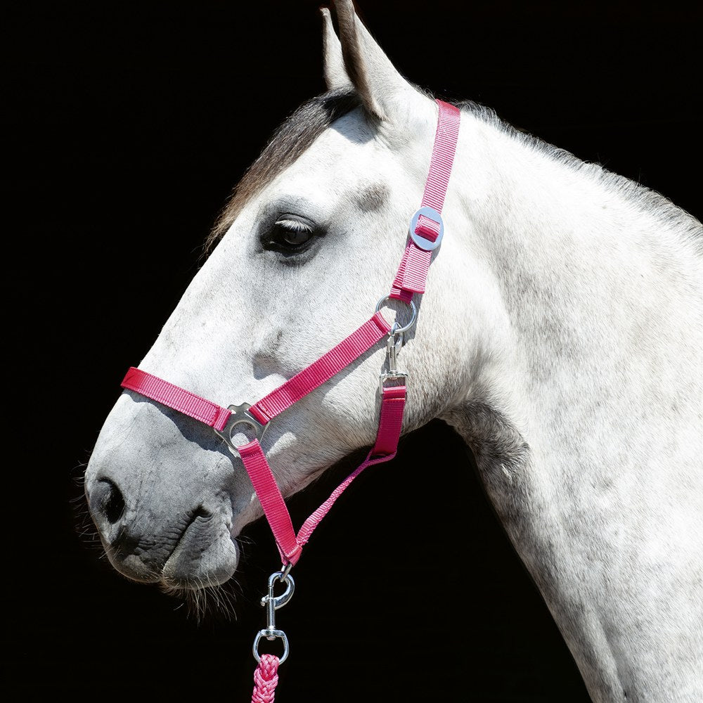 Licol Stars Economy Softice HKM poney en situation