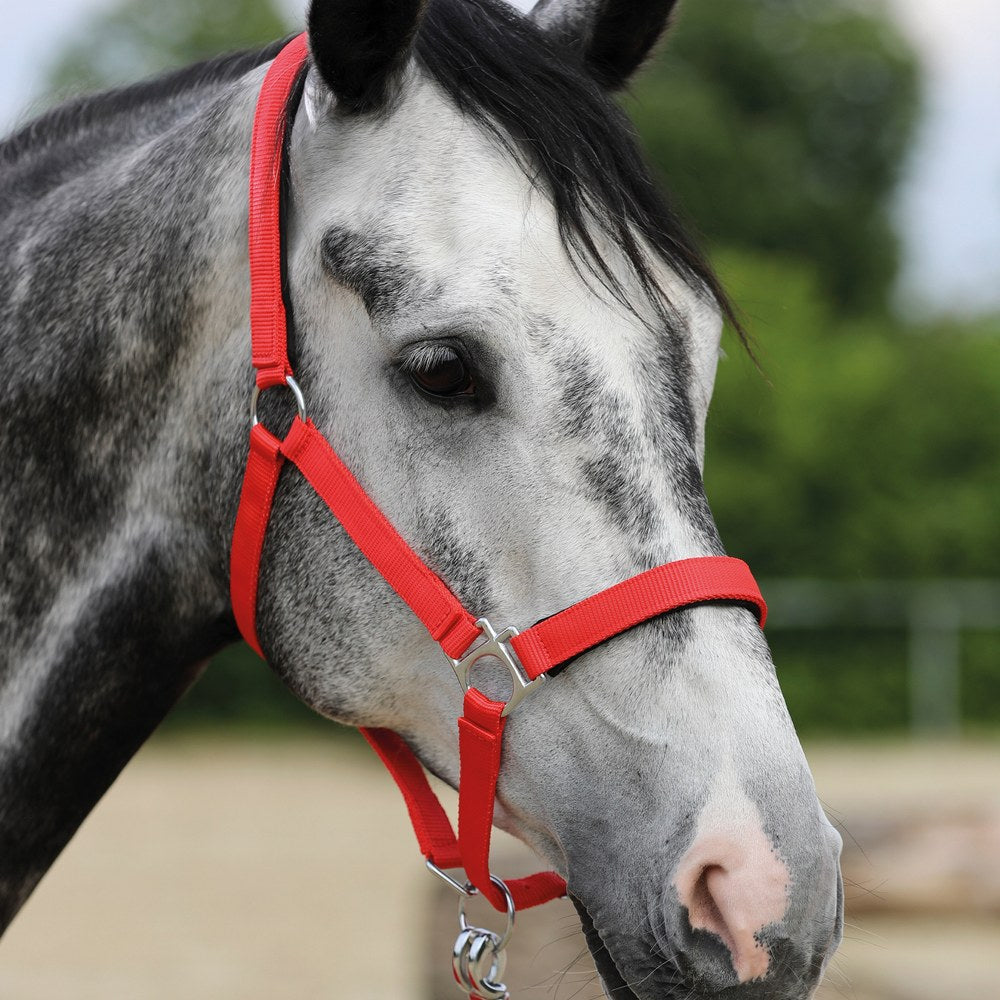 Licol Stars HKM poney en situation