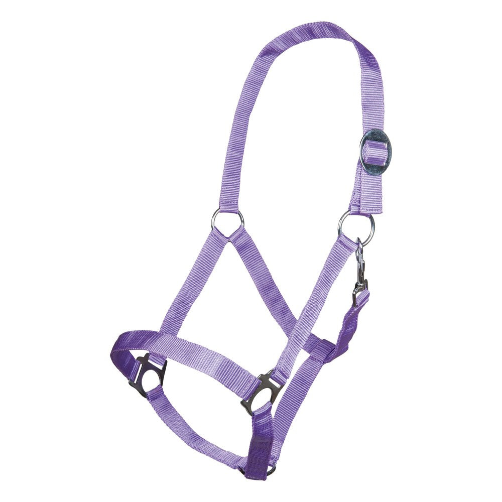 Licol Stars Economy HKM poney Lilas