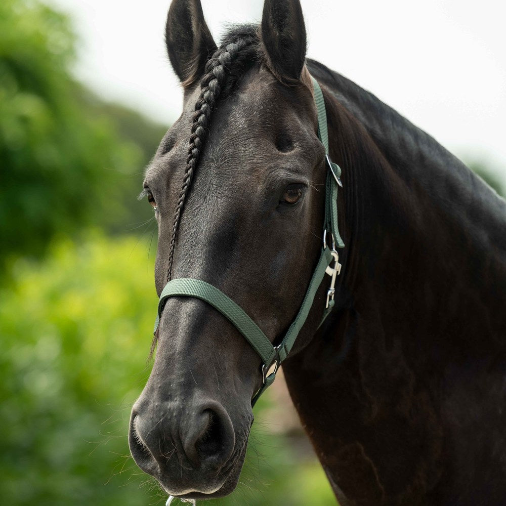 Licol Stars Economy HKM poney en situation