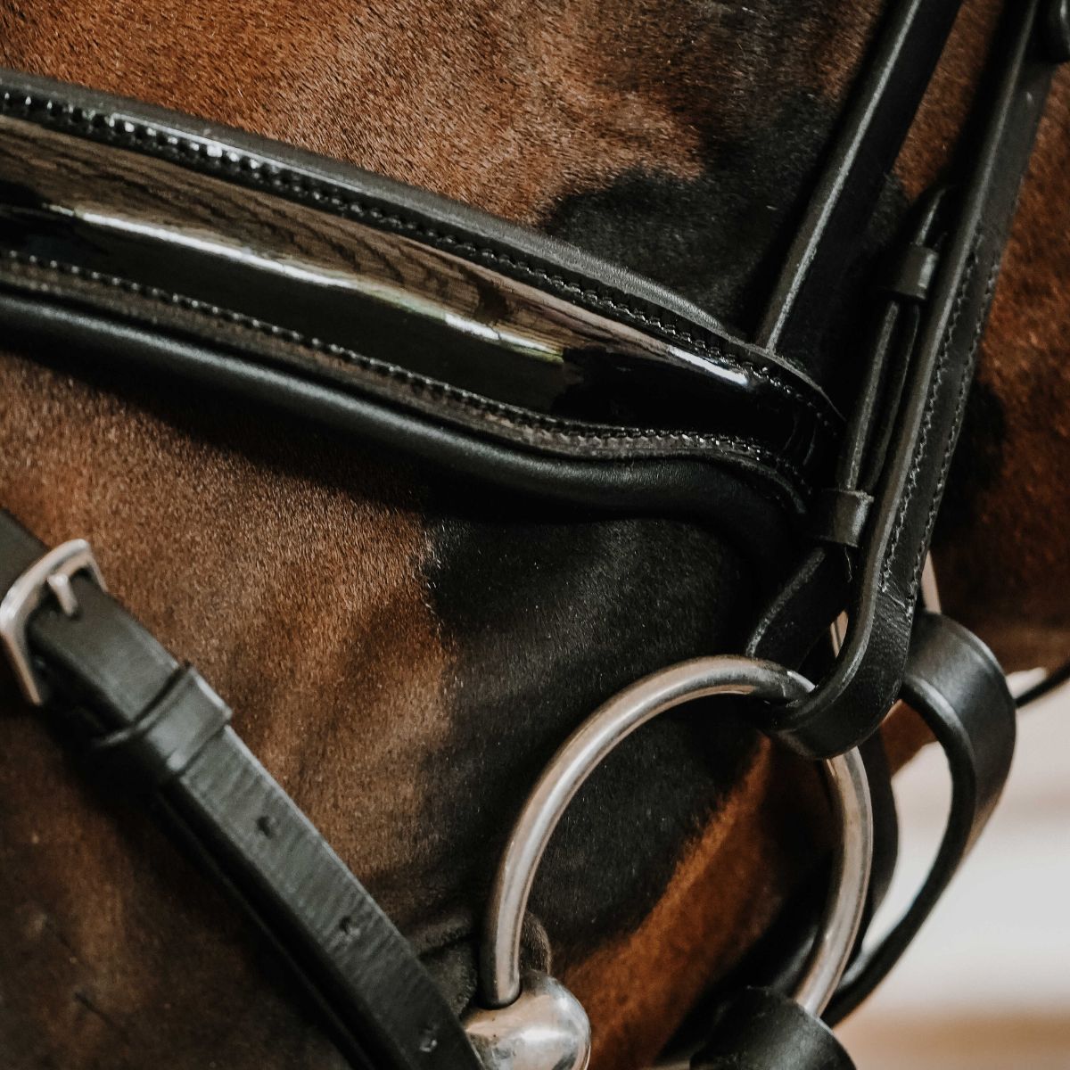 Bridon-NORTON-Royal-3