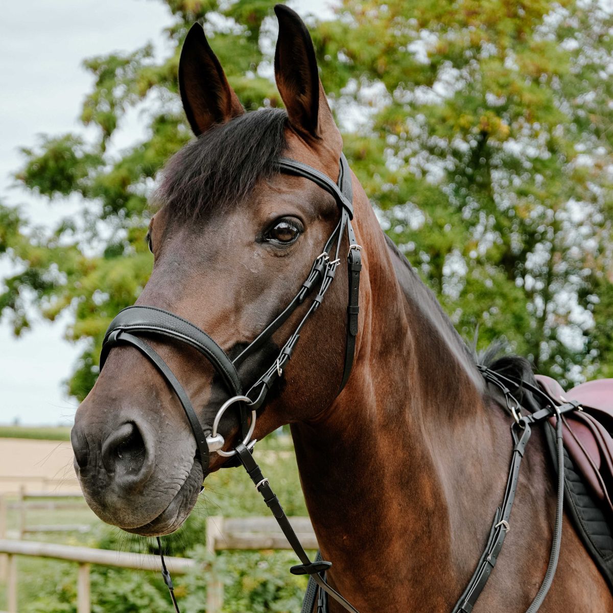 Bridon-endurance-NORTON-Pop-1
