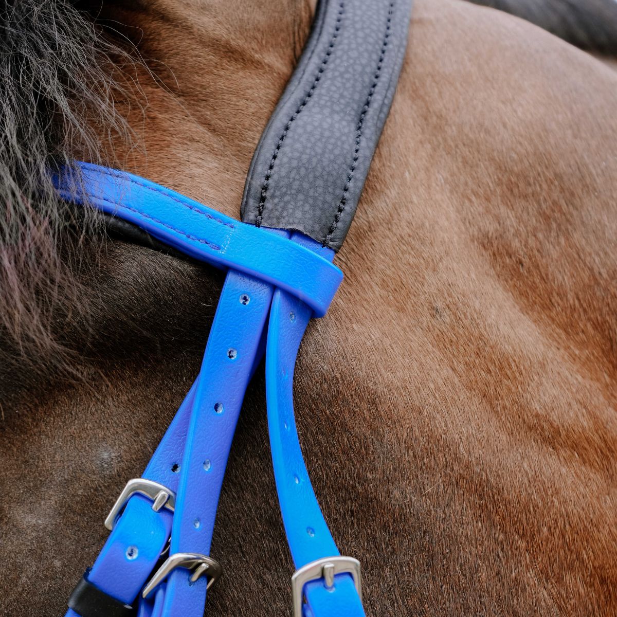 Bridon-endurance-NORTON-Pop-4
