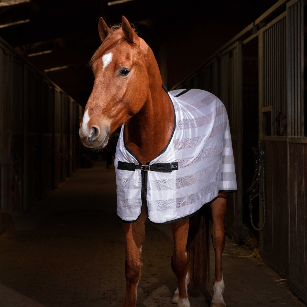 Chemise RIDING WORLD - Mesh