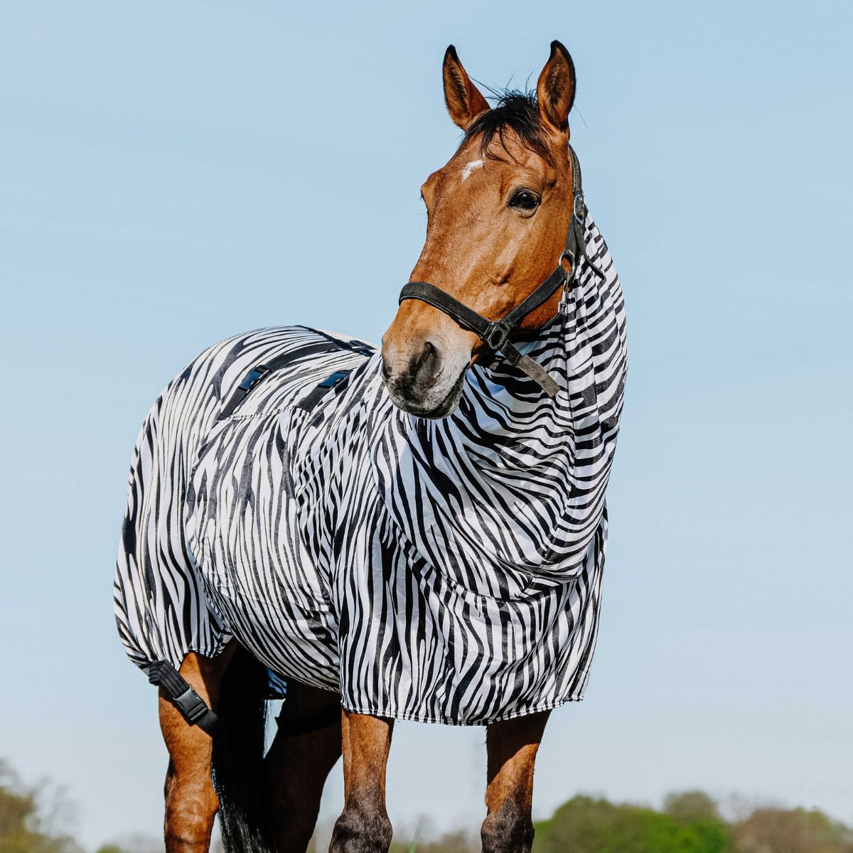 Chemise anti-eczéma RIDING WORLD - Zèbre