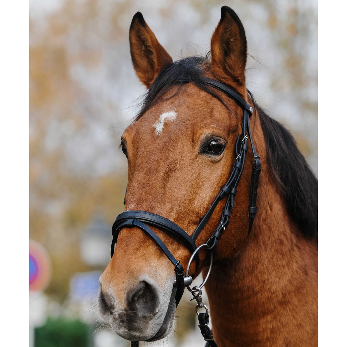 Filet NORTON - TRAINING