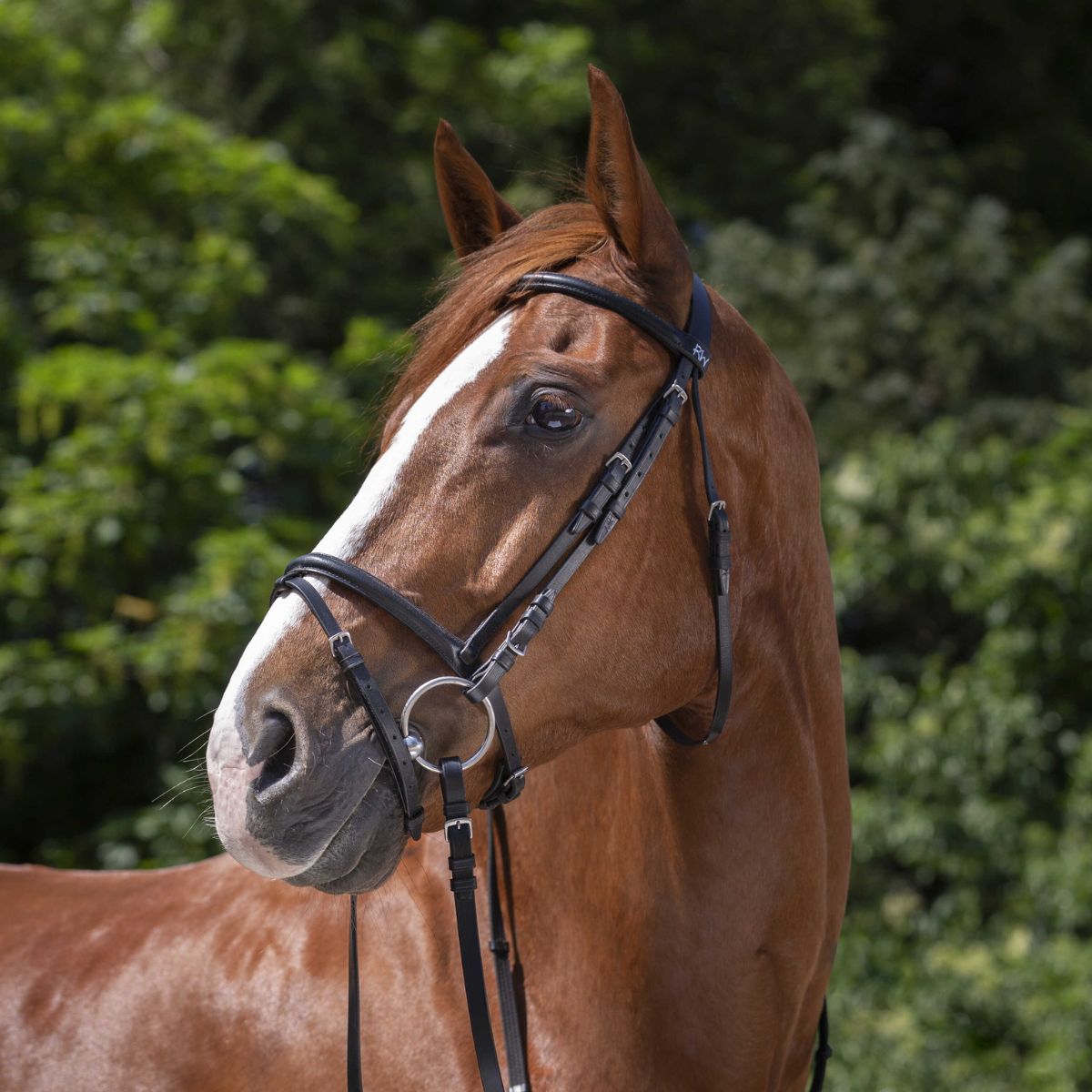 Filet RIDING WORLD - Muserolle combinée