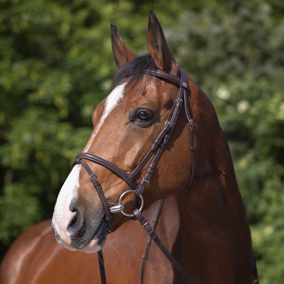Filet RIDING WORLD - Muserolle combinée