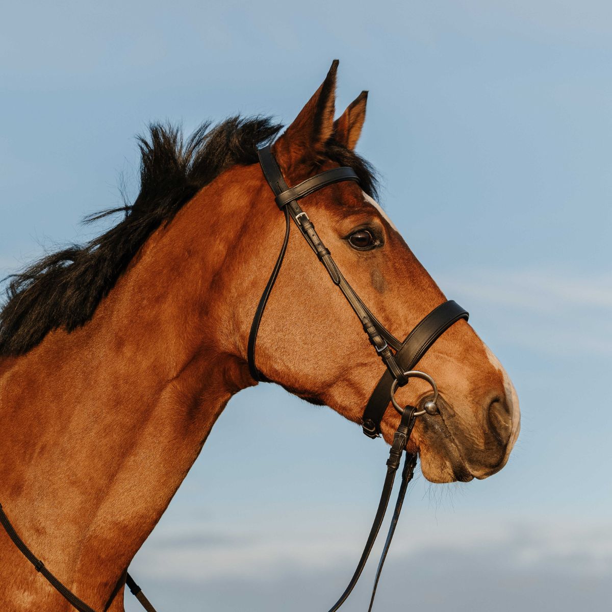 Filet RIDING WORLD - Muserolle large