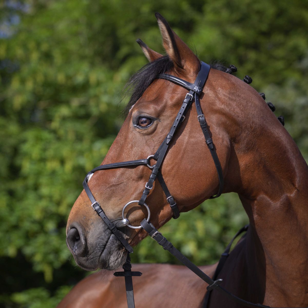 Filet RIDING WORLD - Muserolle croisée