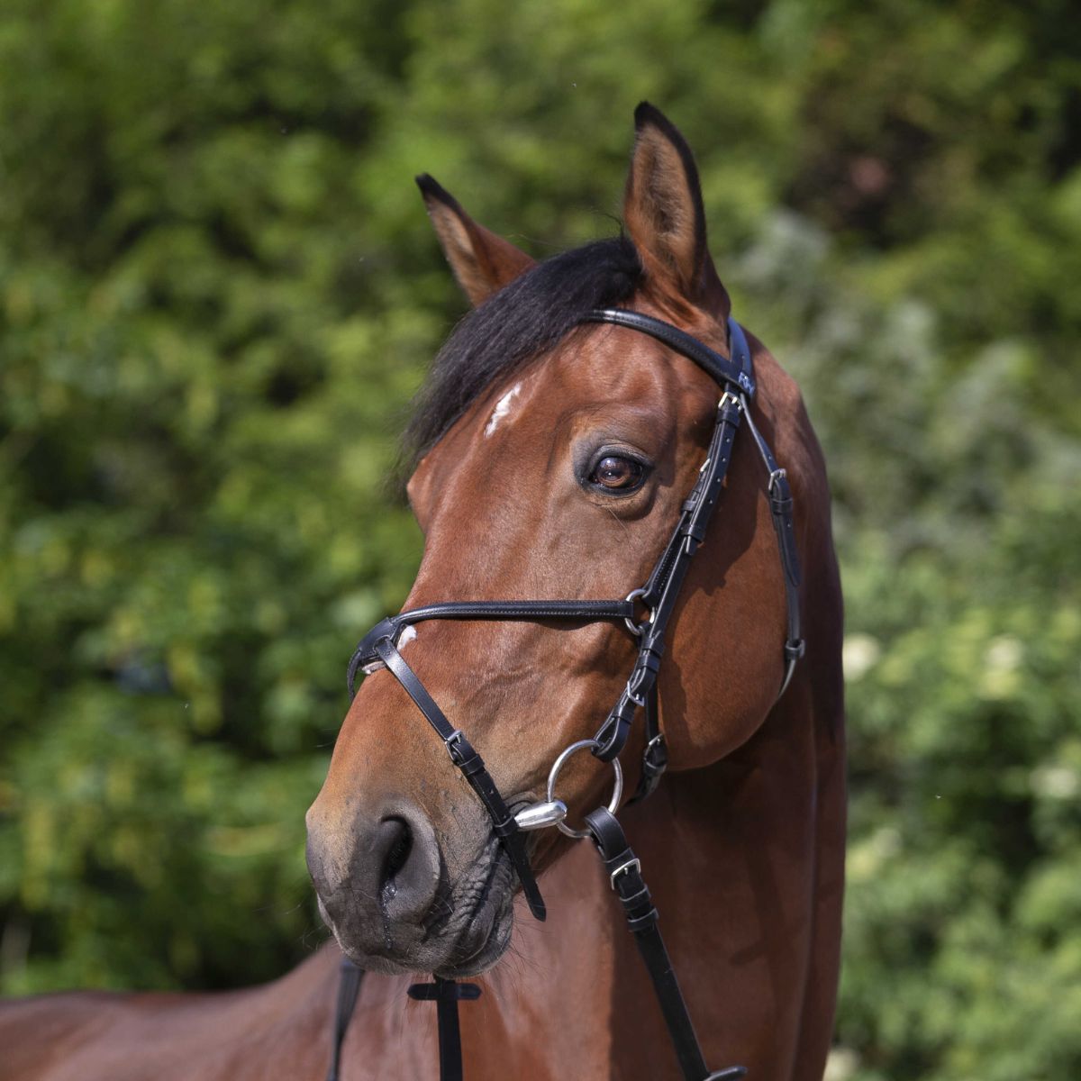 Filet RIDING WORLD - Muserolle croisée