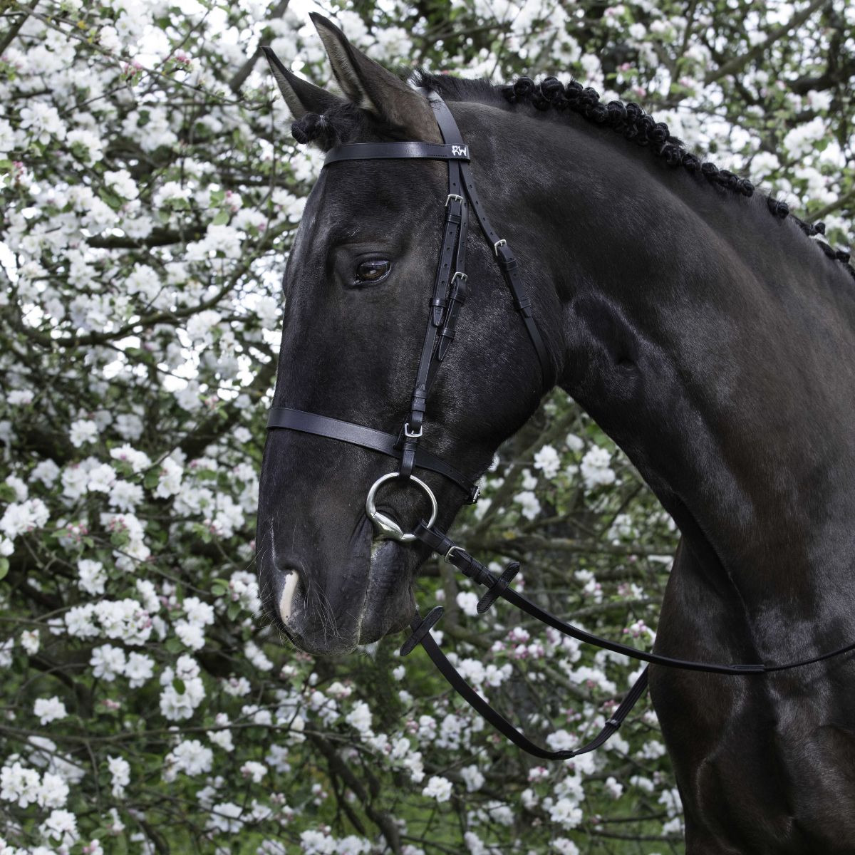 Filet RIDING WORLD - Muserolle française