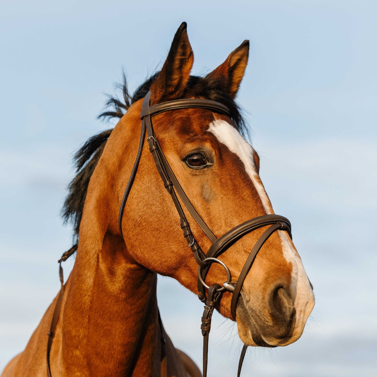 Filet RIDING WORLD - Double muserolle