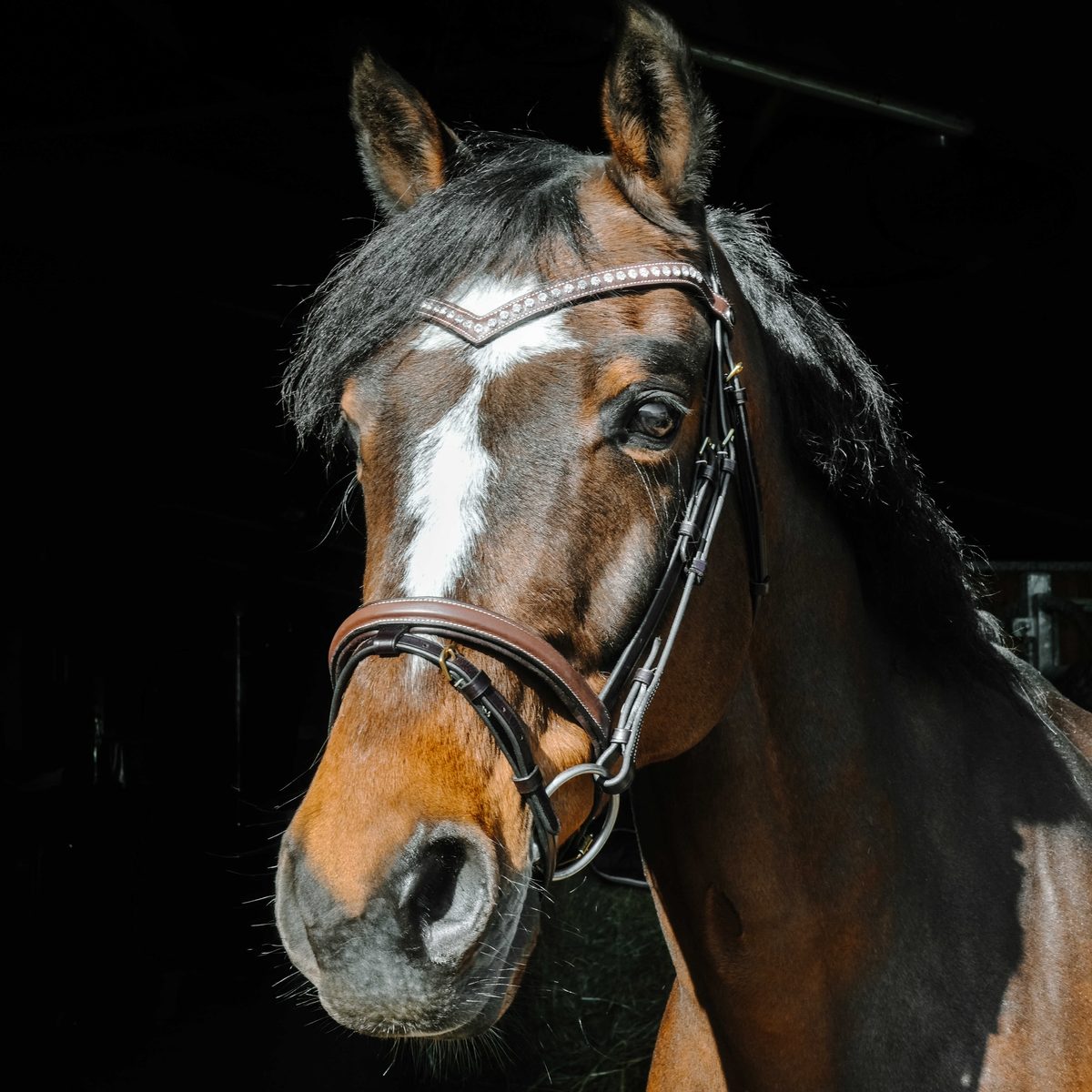 Bridon Norton Athena havane sur cheval