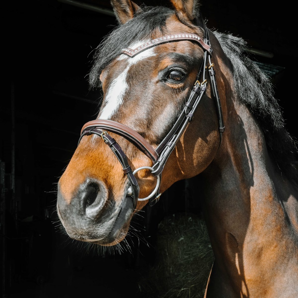 Bridon Norton Athena havane - frontal strass détail