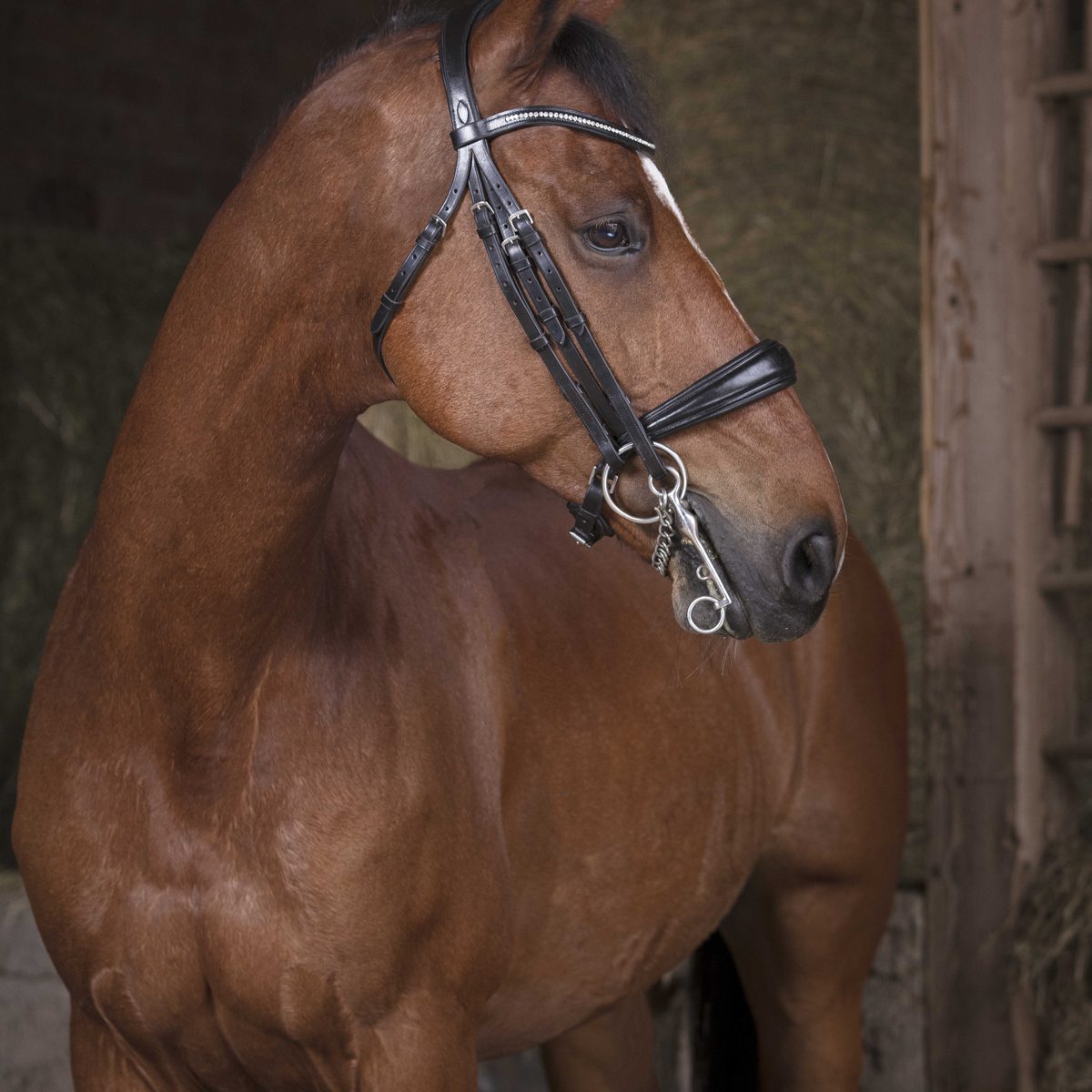 Bride de dressage Norton Pro cuir noir sur cheval
