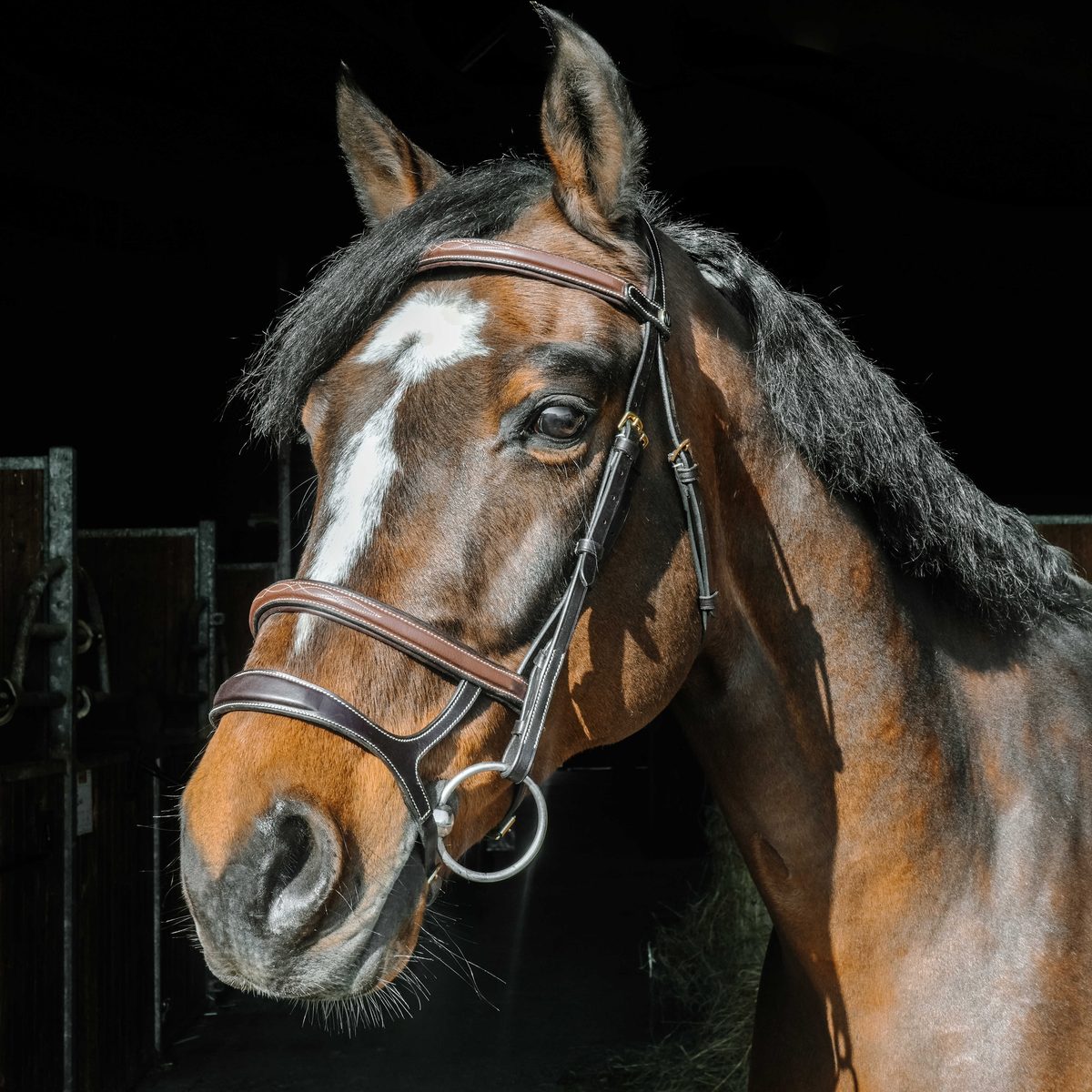 Bridon huilé Norton Oliva havane sur cheval