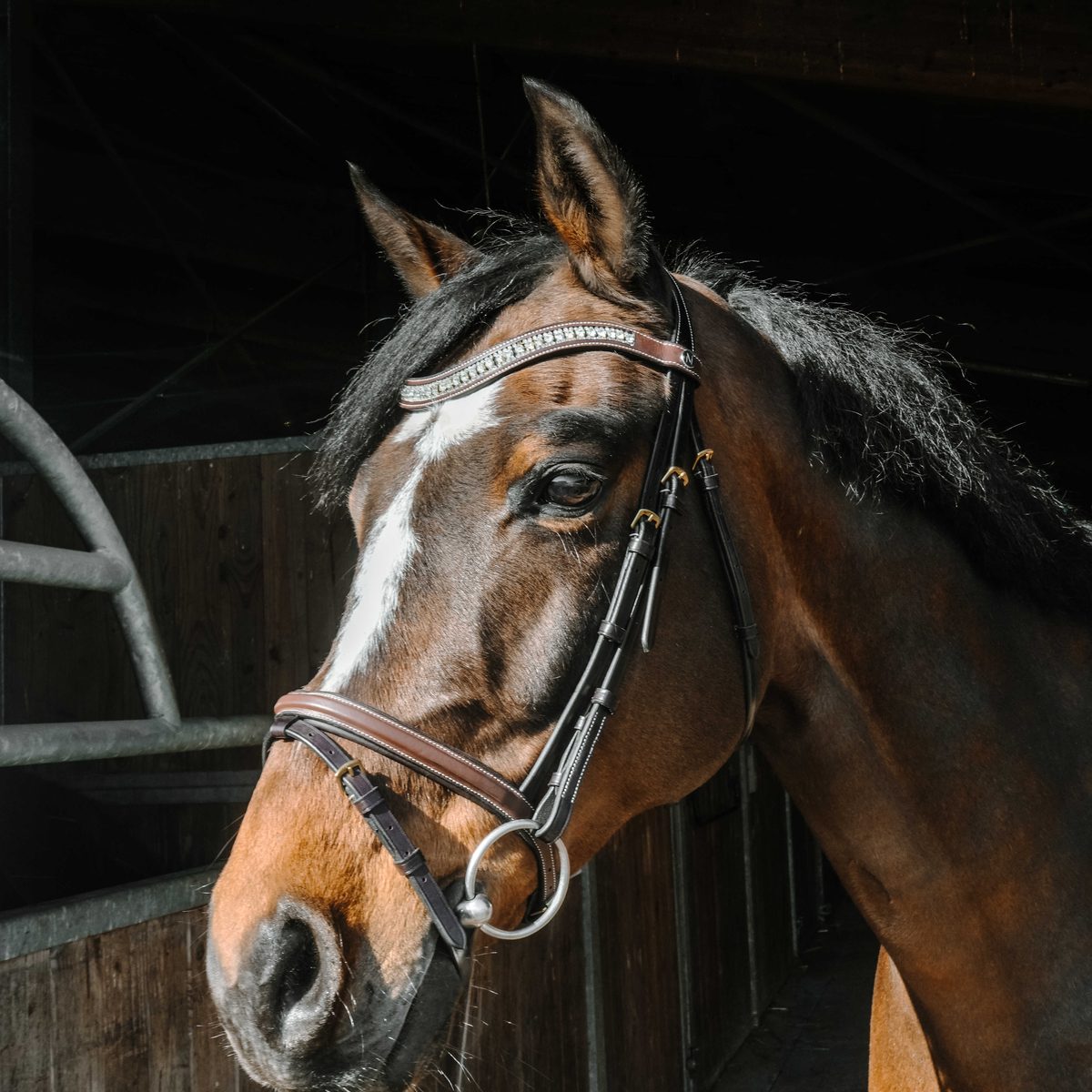 Bridon huilé Norton Paris havane sur cheval