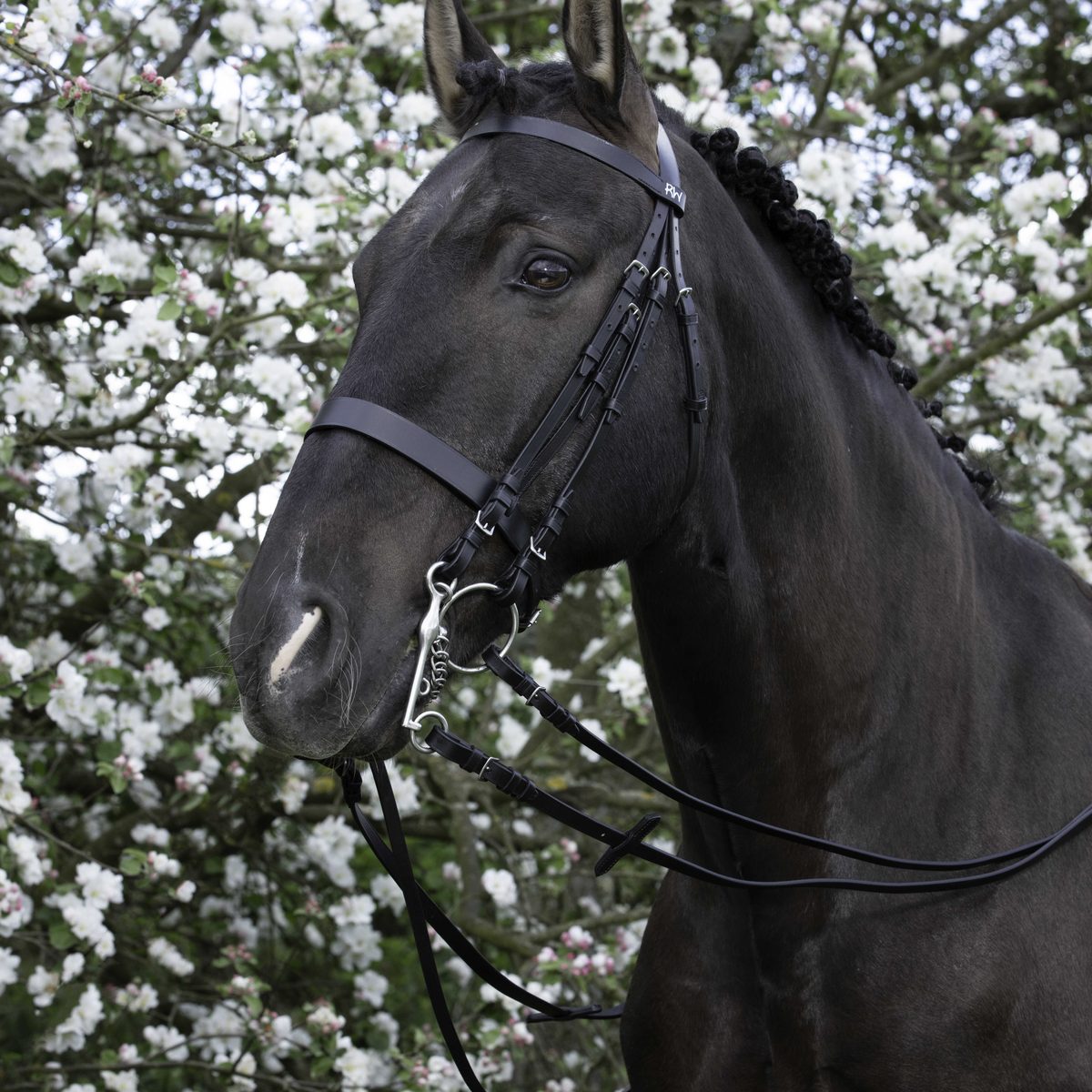 Bride Riding World Pur-Sang cuir noir sur cheval