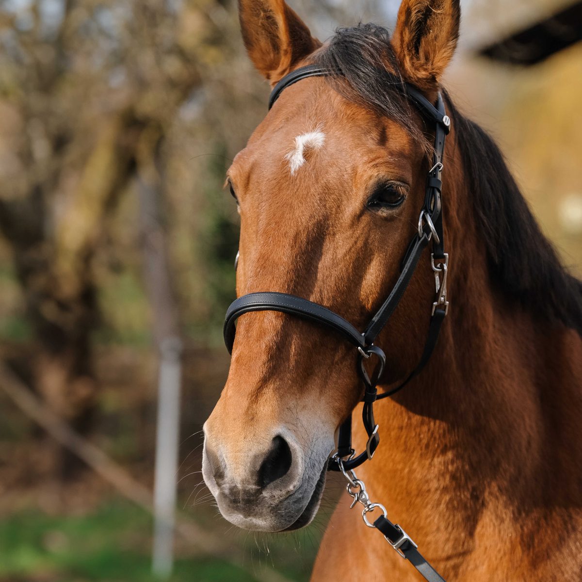 Bridon-licol Norton Training noir sur cheval