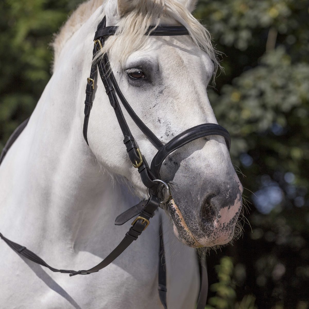 Bridon cheval de trait Norton noir
