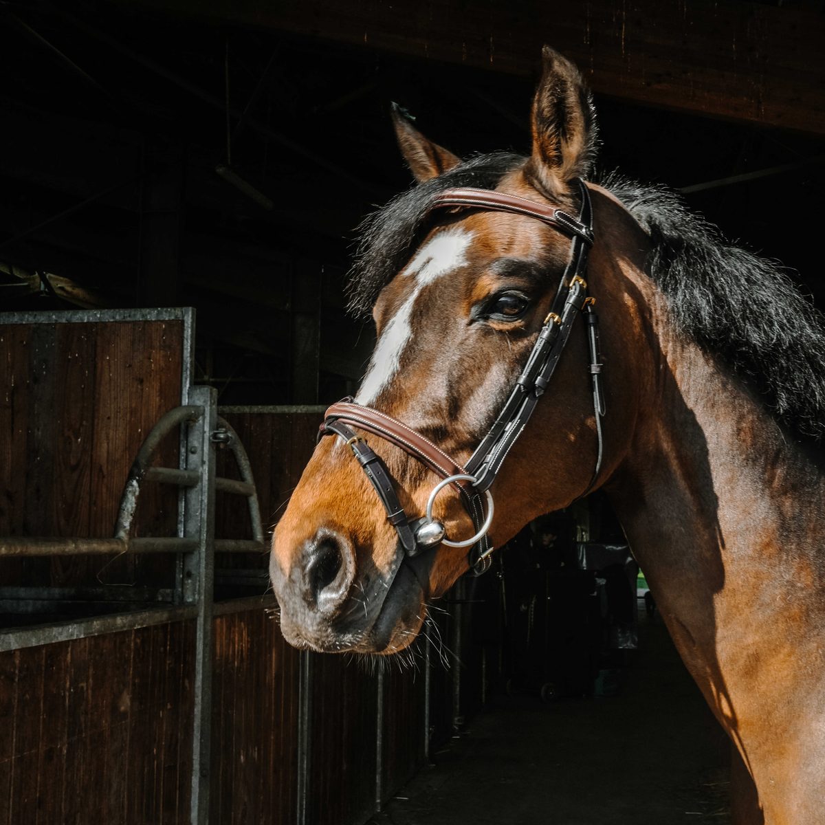 Bridon huilé Norton Wellington havane sur cheval