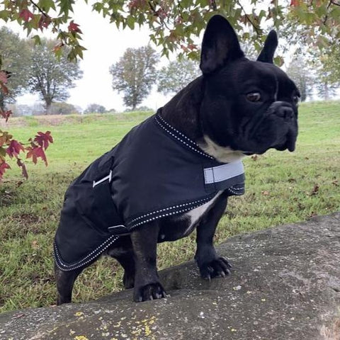 Manteau pour chien imperméable HKM Rex