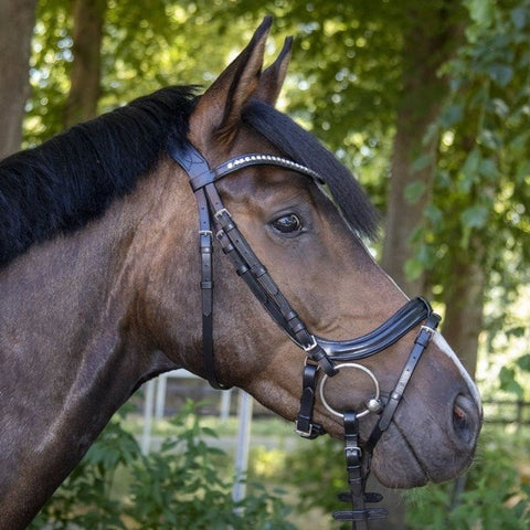 Bridon avec muserolle pull-back pour poneys et chevaux HKM Anatomic Crystal noir porté
