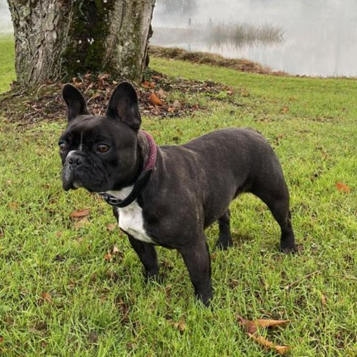 Collier et laisse pour chien Canter Corde bordeaux porté