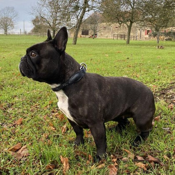 Collier et laisse pour chien Canter Corde noir porté