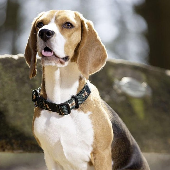 Collier pour chien avec laisse HKM Beagle vert porté