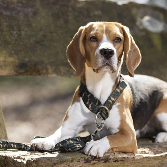 Collier pour chien avec laisse HKM Beagle vert porté