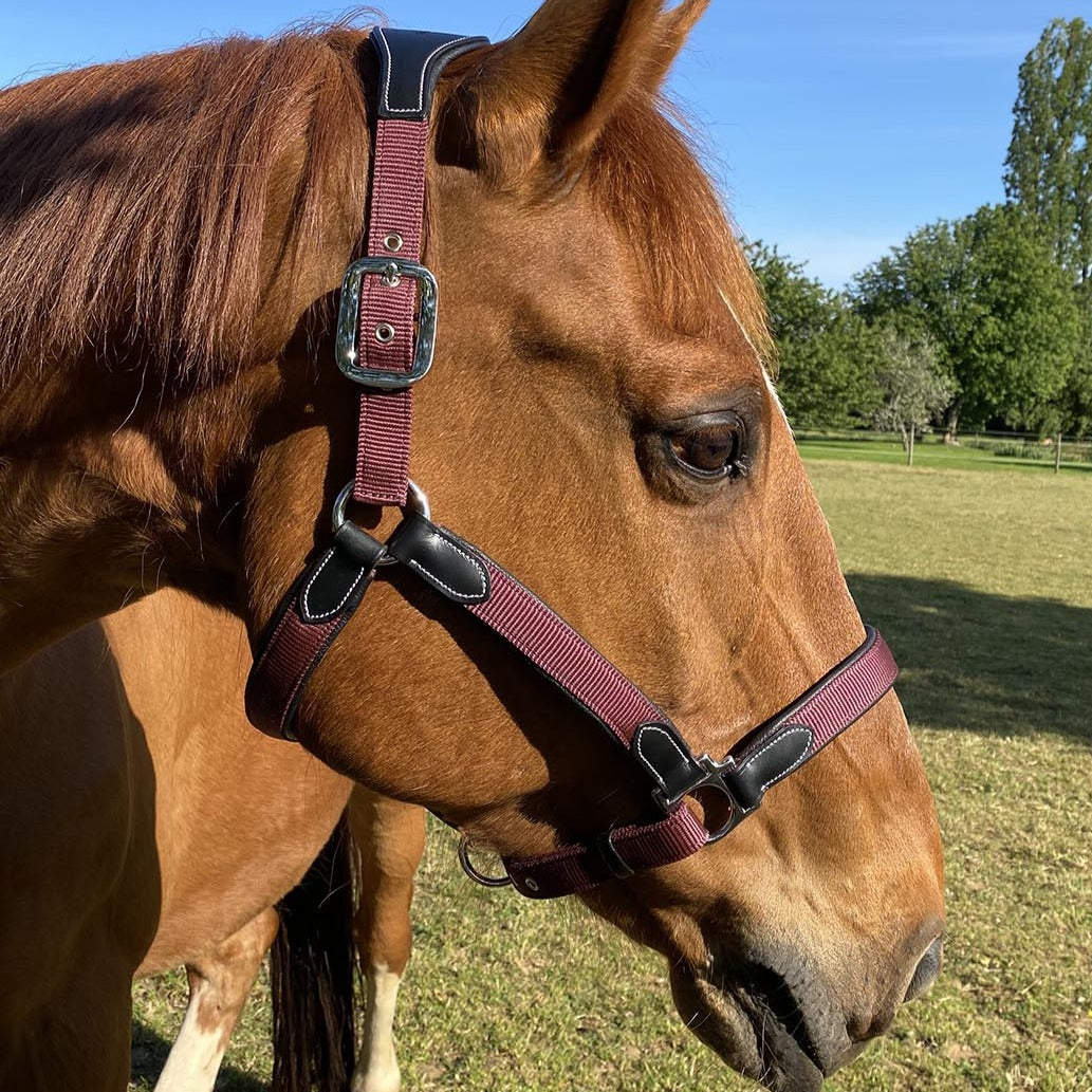 Licol en nylon doublé cuir pour poneys et chevaux Flags&Cup Nylon bordeaux