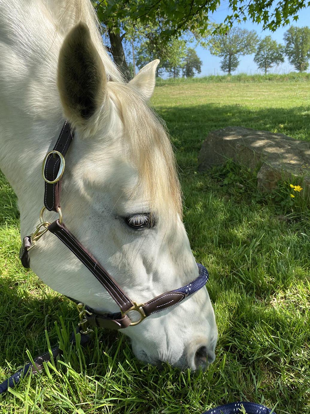 Licol et longe pour poneys et chevaux Canter Corde cuir marron et corde marine