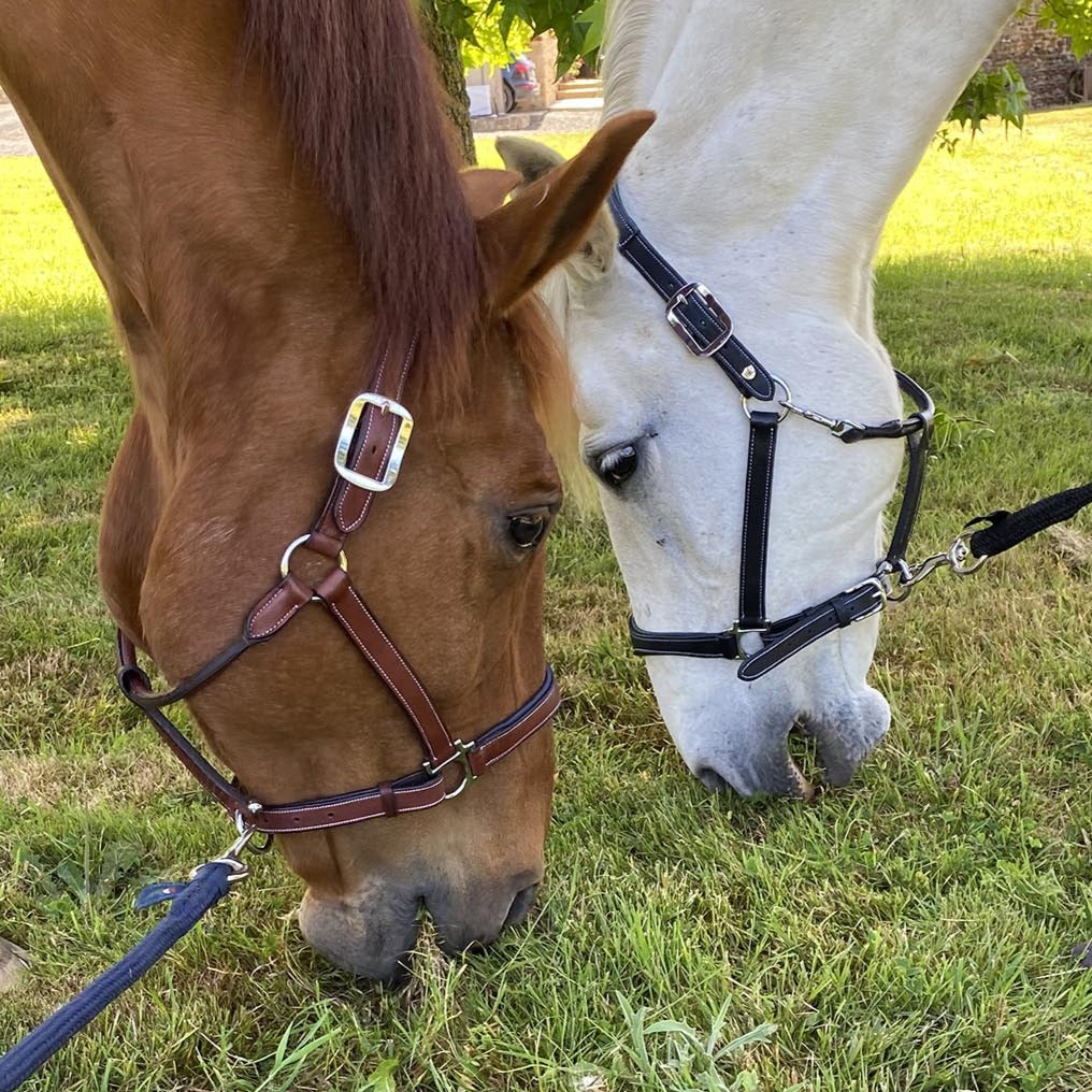 Licols en cuir pour poneys et chevaux Flags&Cup Paris marron/ bleu et noir/vert