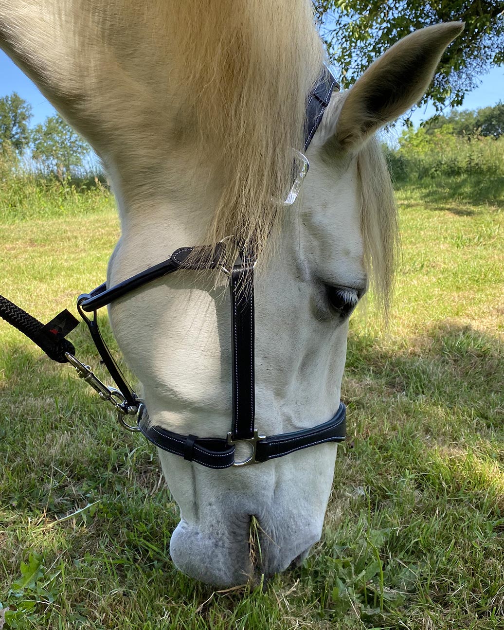 Licol en cuir pour poneys et chevaux Flags&Cup Paris marron et vert