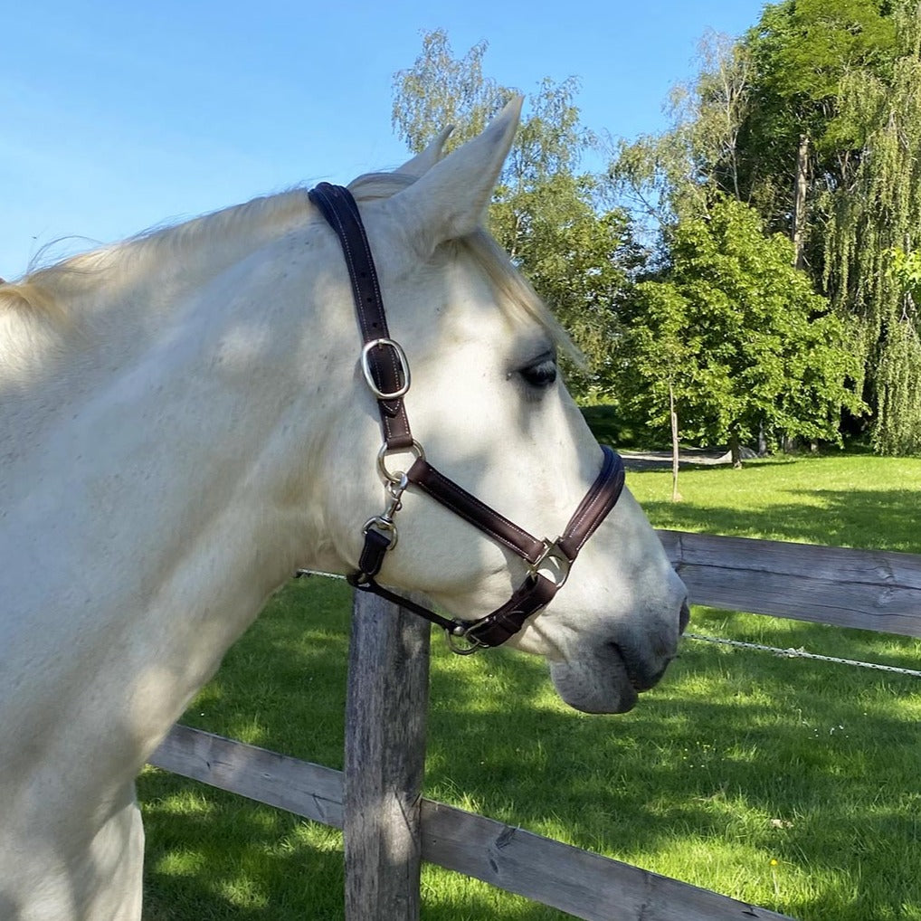 Licol en cuir gras pour poneys et chevaux Privilège Equitation Royan marron