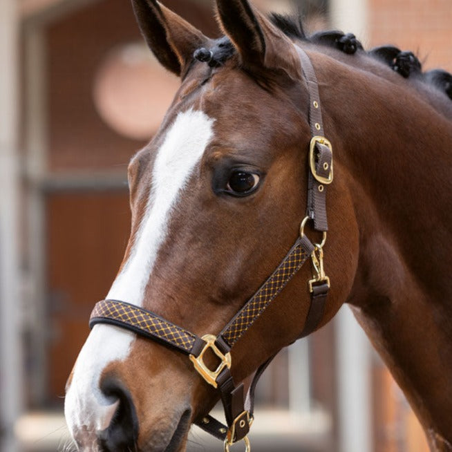 Licol pour poneys et chevaux HKM Basil marron