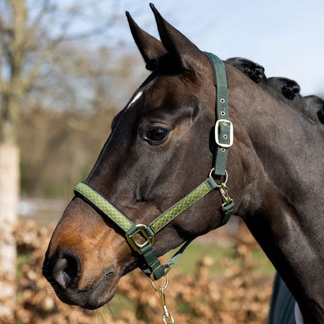 Licol pour poneys et chevaux HKM Basil vert