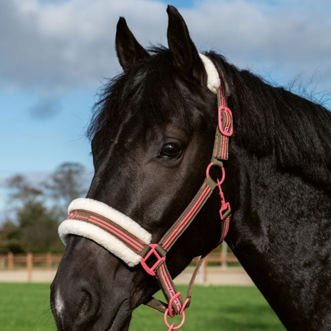 Licol pour poneys et chevaux HKM Classic Polo kaki porté