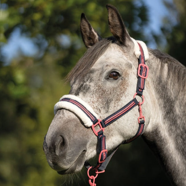 Licol pour poneys et chevaux HKM Classic Polo marine porté