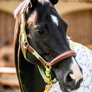 Licol pour poneys et chevaux HKM Edinburgh vert pistache