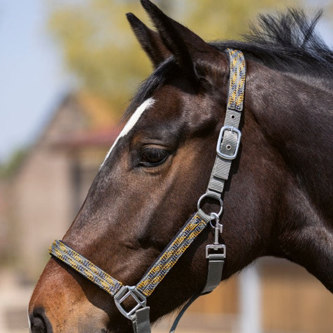 Licol pour poneys et chevaux HKM Lyon