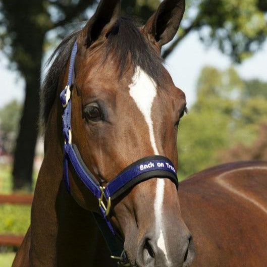 Licol aux effets thermiques pour chevaux Back On Track Werano marine porté