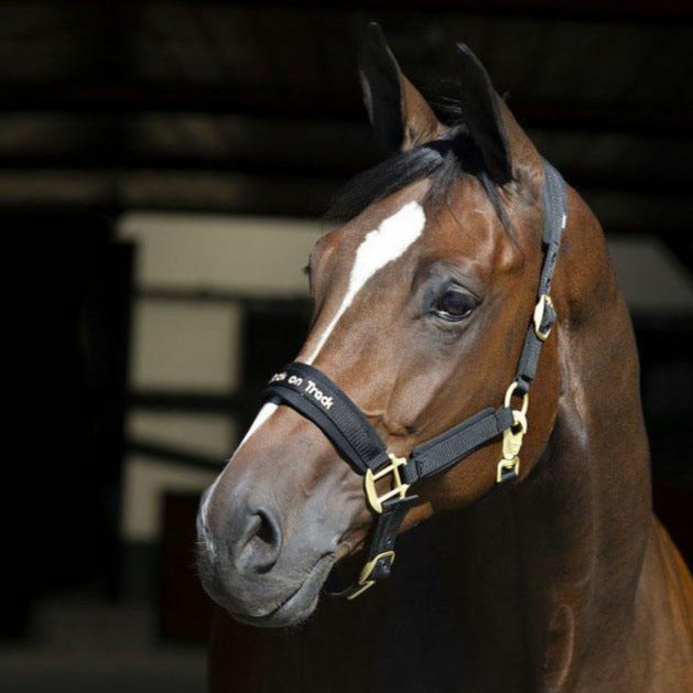 Licol aux effets thermiques pour chevaux Back On Track Werano noir porté