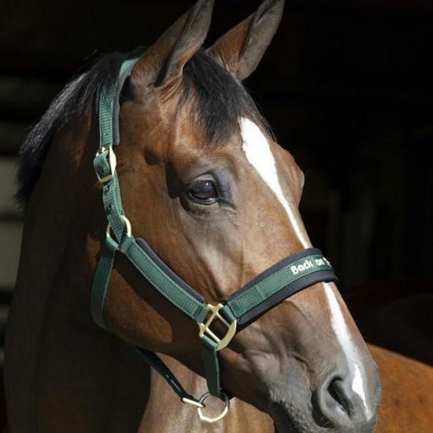 Licol aux effets thermiques pour chevaux Back On Track Werano vert porté