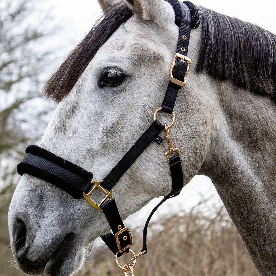 Licol avec longe pour poneys et chevaux HKM Rosegold noir porté